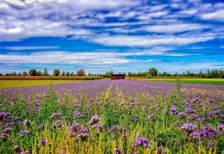 NitroScope | Πανευρωπαϊκό βήμα προόδου σχετικά με τη νιτρορύπανση και τις απώλειες αζώτου στη γεωργία