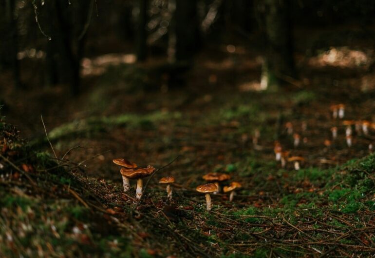 Στην Ιταλία μεταφέρθηκε το ζευγάρι που έφαγε δηλητηριώδη μανιτάρια και υπέστη ηπατική ανεπάρκεια
