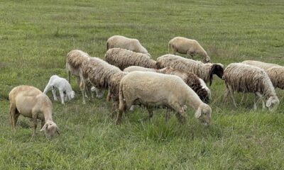ΥΠΑΑΤ – Καταβολή αποζημιώσεων σε κτηνοτρόφους για την ευλογιά των αιγοπροβάτων