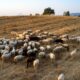 Στρατιωτικοί κτηνίατροι για την επιτήρηση της ευλογιάς των αιγοπροβάτων και του αφθώδους πυρετού