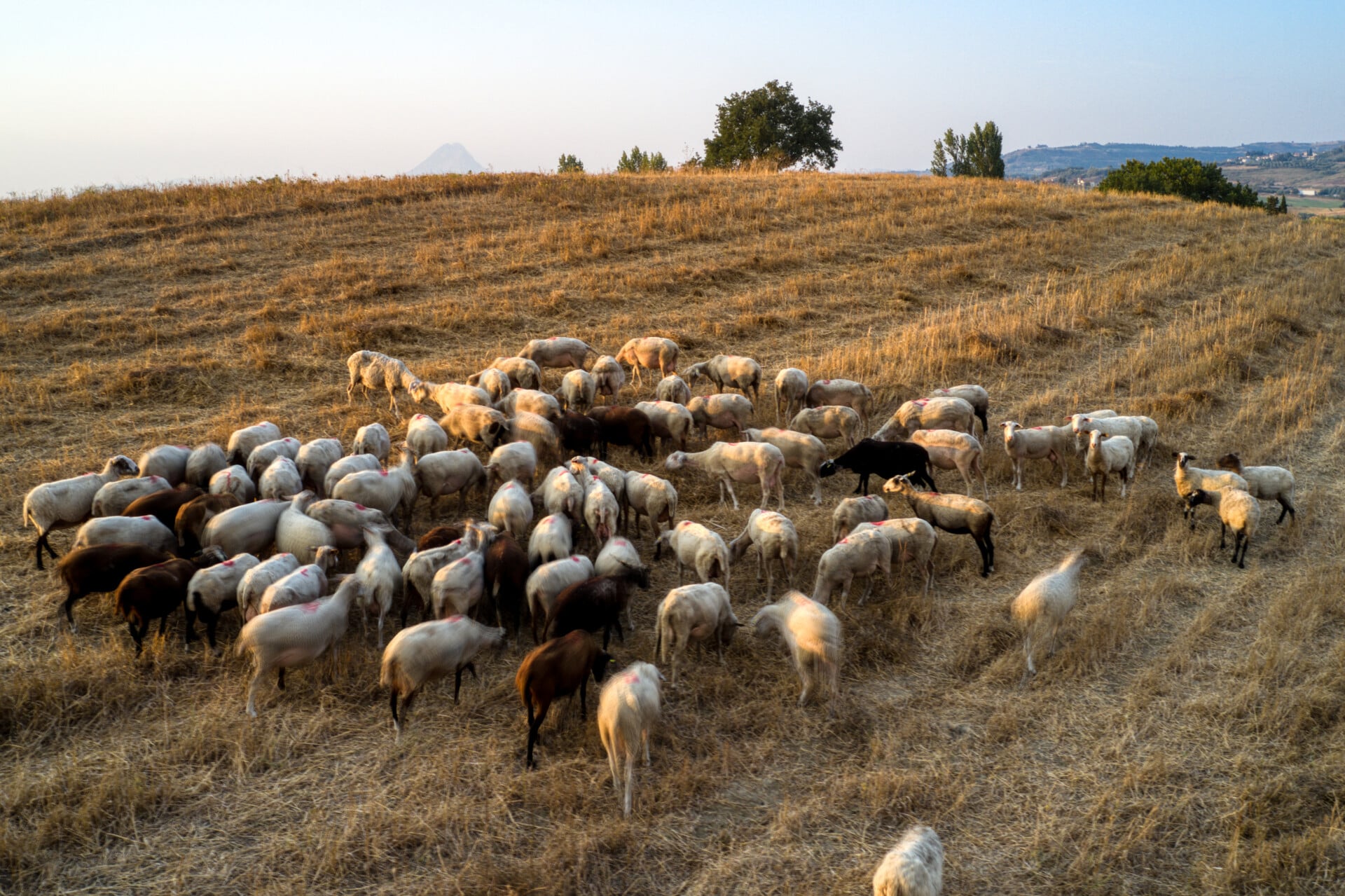 Στρατιωτικοί κτηνίατροι για την επιτήρηση της ευλογιάς των αιγοπροβάτων και του αφθώδους πυρετού