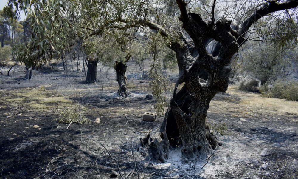 Καμένες ελιές και αγροτική έκταση στον Έβρο μετά τις καταστροφικές πυρκαγιές.