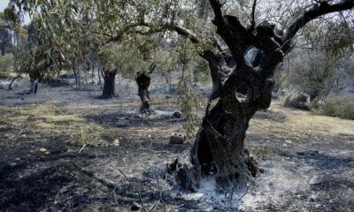 Καμένες ελιές και αγροτική έκταση στον Έβρο μετά τις καταστροφικές πυρκαγιές.