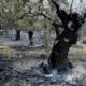 Καμένες ελιές και αγροτική έκταση στον Έβρο μετά τις καταστροφικές πυρκαγιές.