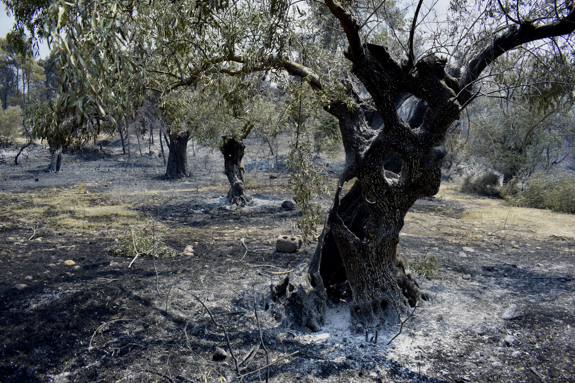 Καμένες ελιές και αγροτική έκταση στον Έβρο μετά τις καταστροφικές πυρκαγιές.