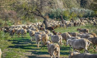 ΥΠΑΑΤ-Θανάσης Καββαδάς παρεμβάσεις για βιοασφάλεια και επιζωοτίες