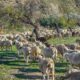 ΥΠΑΑΤ-Θανάσης Καββαδάς παρεμβάσεις για βιοασφάλεια και επιζωοτίες