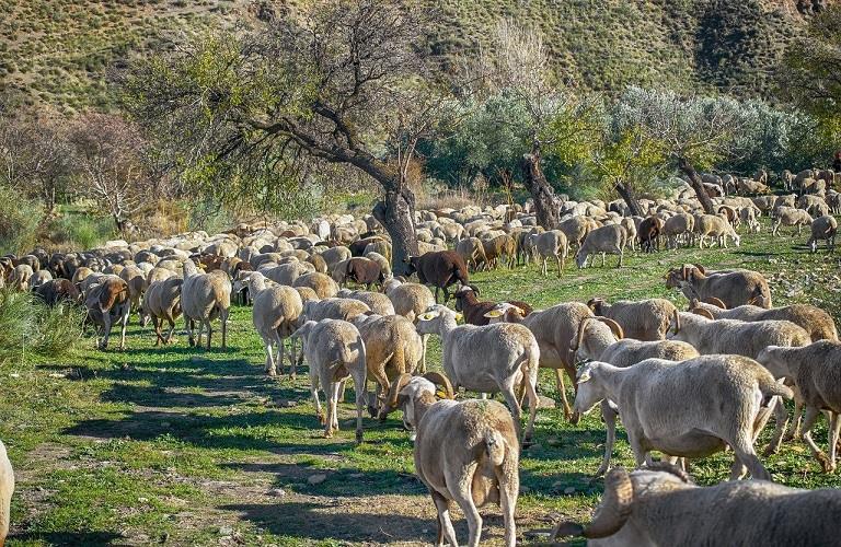 ΥΠΑΑΤ-Θανάσης Καββαδάς παρεμβάσεις για βιοασφάλεια και επιζωοτίες